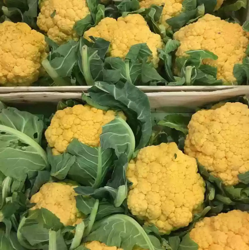 Hot Golden Cauliflower Seeds Healthy Vegetable Seeds