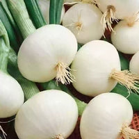 Meryt – Onion Seed