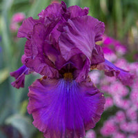 Cantina Reblooming Bearded Iris