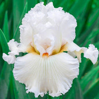 Catch A Star Bearded Iris