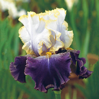 Slovak Prince Bearded Iris