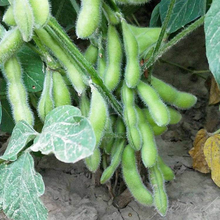 Early-Maturing Dwarf Edamame Seeds