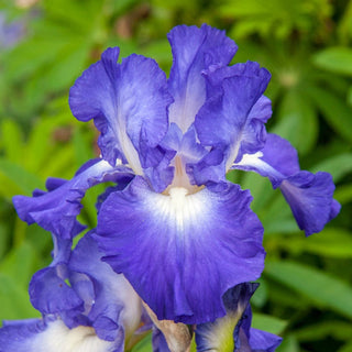 City Lights Reblooming Bearded Iris Seeds