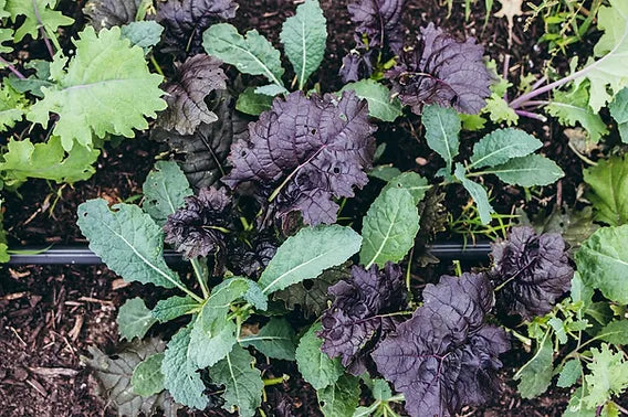 Kalebration – Kale Seed Mix for Baby Kale