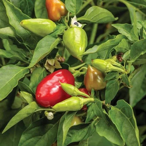 Hot Pepper Seeds