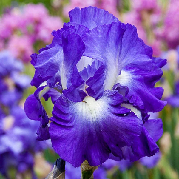 City Lights Reblooming Bearded Iris