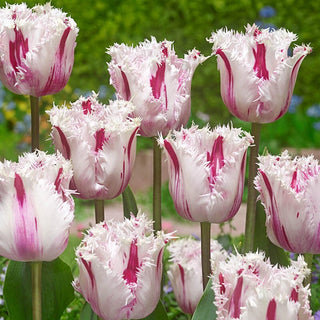Coldplay Tulip Seeds