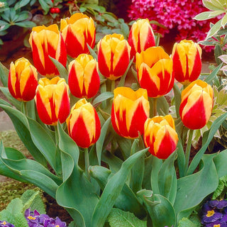 Keizerskroon Tulip (Emperor's Crown) Seeds