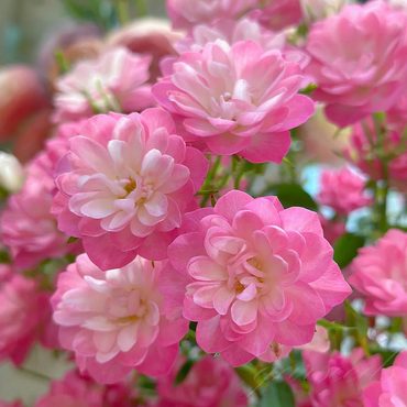Lotus Star Rose Seeds