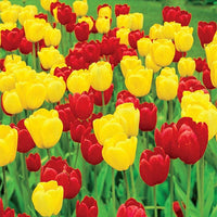 Long-Stemmed Perennial Tulip Duet Super Sak Seeds
