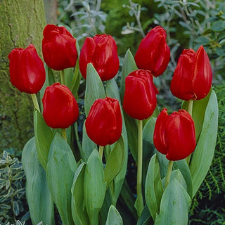 Escape Tulip Super Sak Seeds