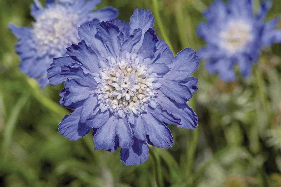 Fama Deep Blue – Scabiosa Seed