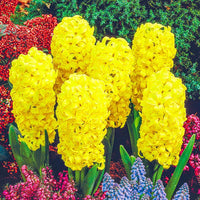 City of Haarlem Hyacinth Seeds