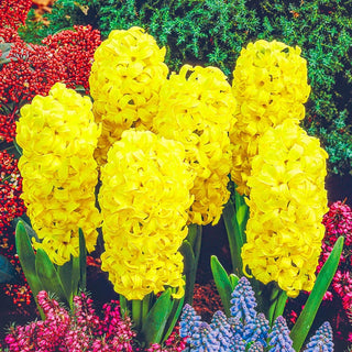 City of Haarlem Hyacinth Seeds