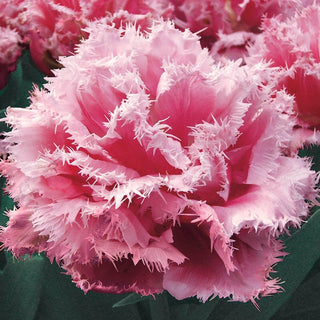 Queensland Tulip Seeds