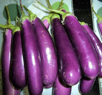Dancer – Eggplant Seed