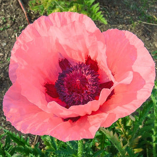 Helen Elizabeth Oriental Poppy
