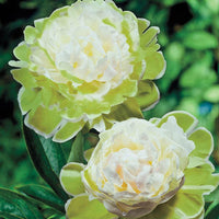 Green Halo Peony
