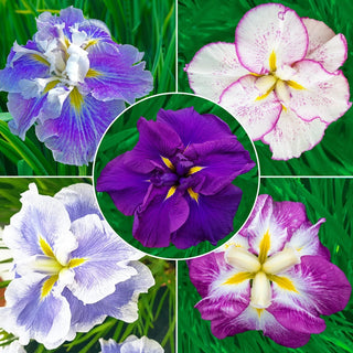 Dinner Plate Japanese Iris Collection