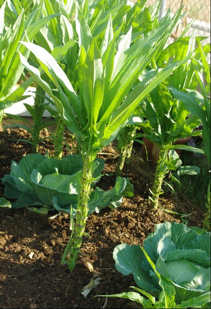 Celtuce