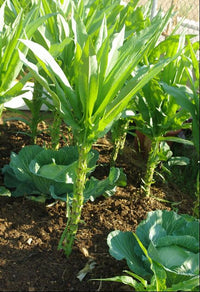 Celtuce
