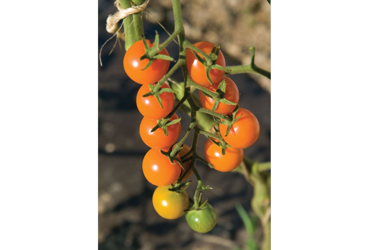 Sungold Tomato Seeds