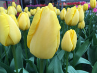 Golden Parade Tulip Seeds