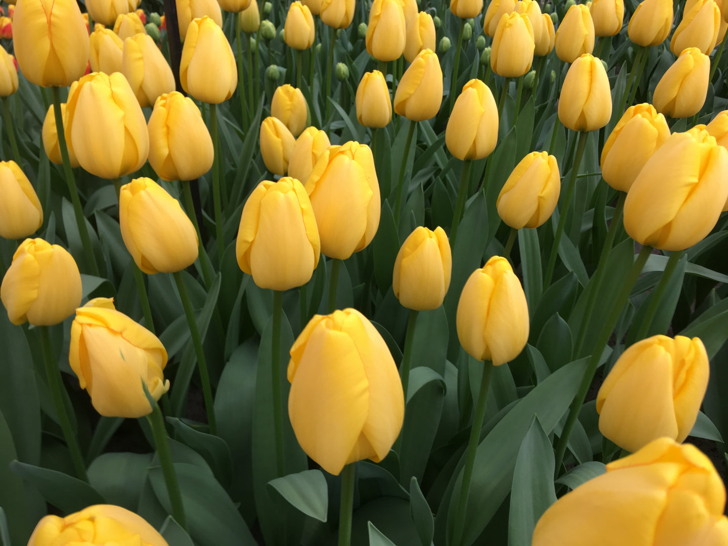 Golden Parade Tulip Seeds