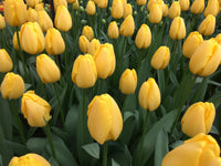 Golden Parade Tulip Seeds