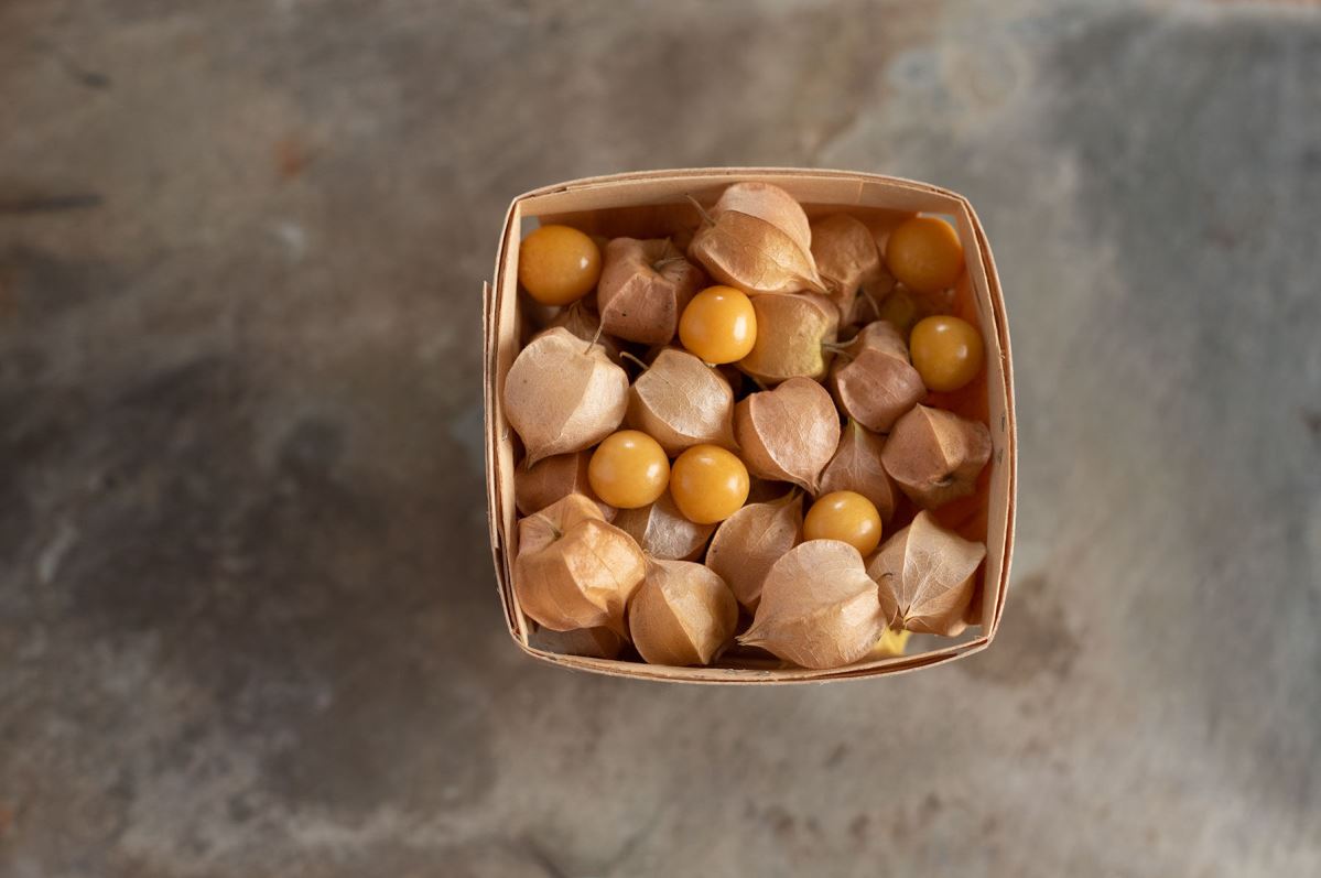 Goldie – Organic Husk Cherry Seed