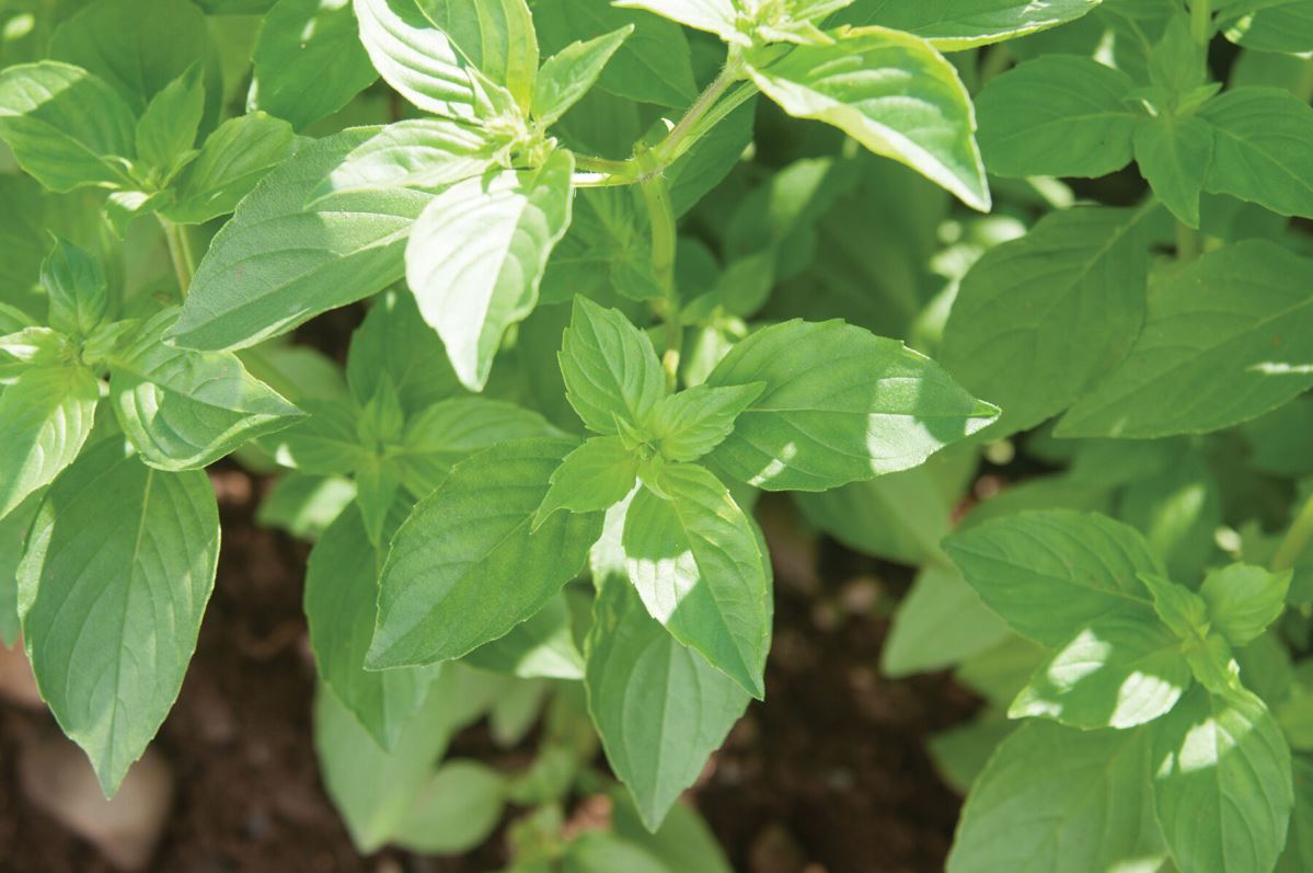 Mrs. Burns’ Lemon – Basil Seed