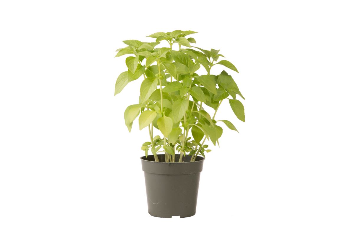 Mrs. Burns’ Lemon – Basil Seed