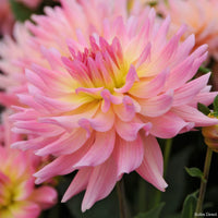 Melody Gipsy Dahlia