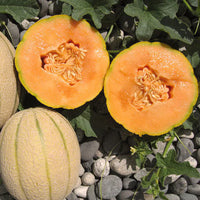 Hannah’s Choice – Melon Seed