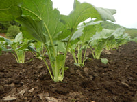 Celtuce