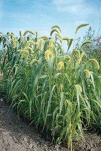 Lime Light Spray Millet – Ornamental Grass