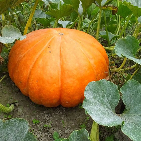 Cargo PMR – Treated Pumpkin Seed