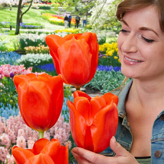 Giant Orange Sunrise Tulip Seeds