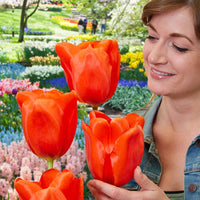 Giant Orange Sunrise Tulip Seeds