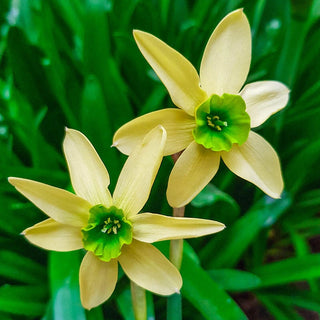 Green with Envy Daffodil Seeds