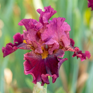 Obsessed Bearded Iris Seeds