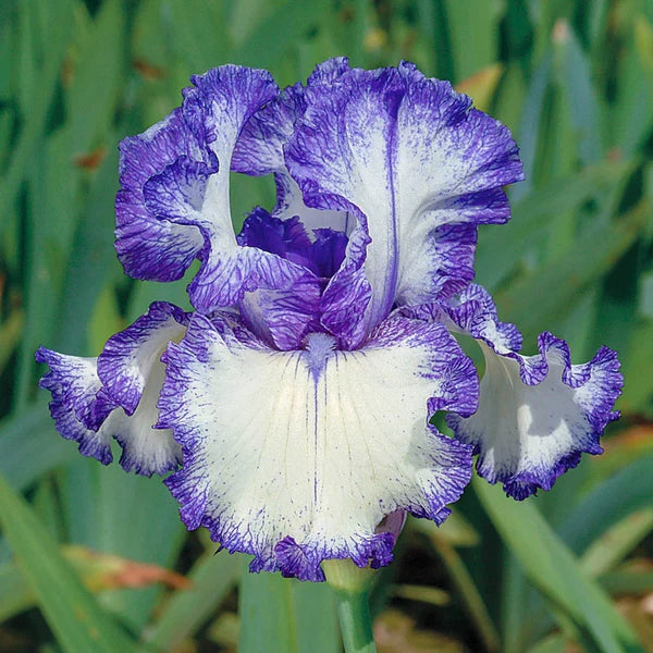 Off Topic Bearded Iris