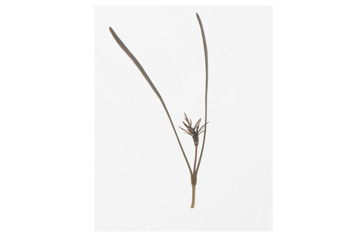 Fennel, Bronze – Organic Microgreen Seed