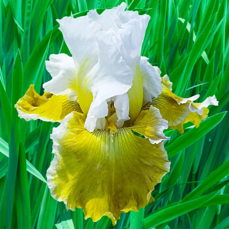 Going Green Bearded Iris Seeds