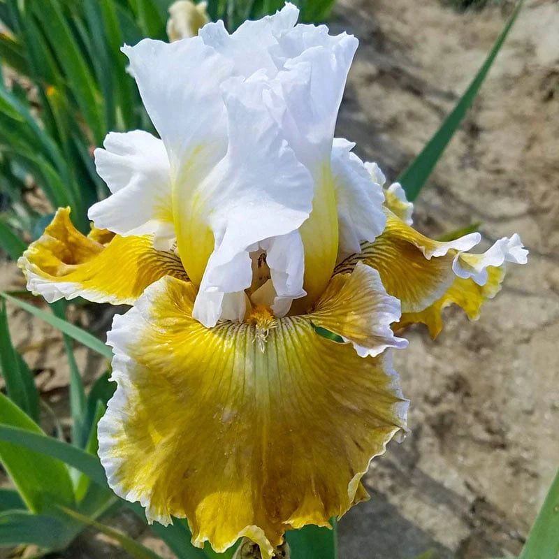 Going Green Bearded Iris Seeds