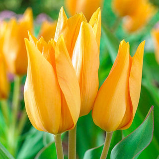 Shogun Tulip Seeds