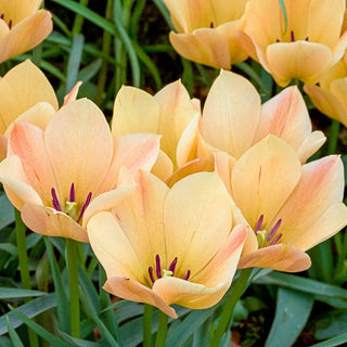 Bronze Charm Tulip Seeds