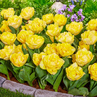 Secret Perfume Tulip Seeds