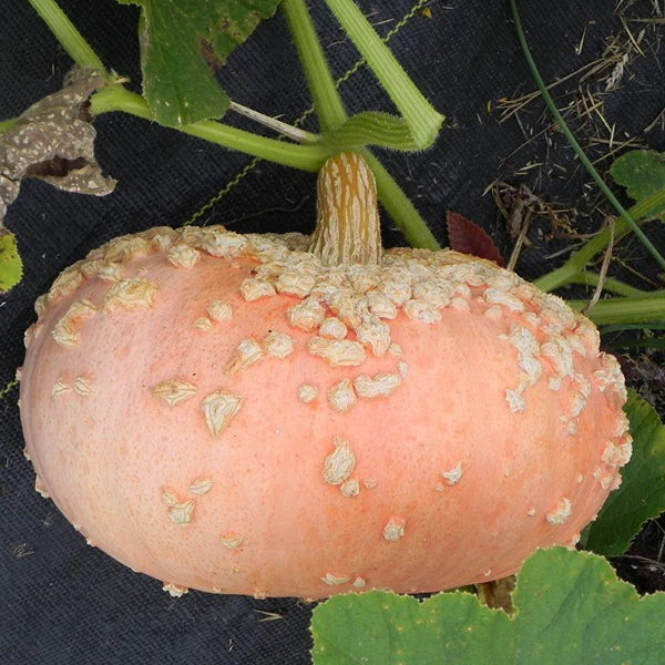 Pumpkin- Galeux D'eysines 25g