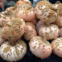 Galeux d’Eysines – Pumpkin Seed